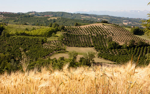 上朗格產區（Alta Langa DOCG）