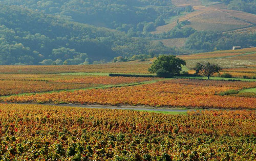 博若萊產區（Beaujolais）葡萄園